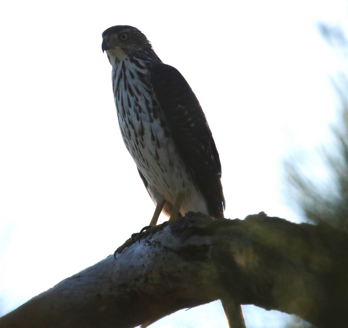 Cooper's Hawk - ML641806366