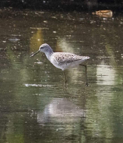 Marsh Sandpiper - ML641806375
