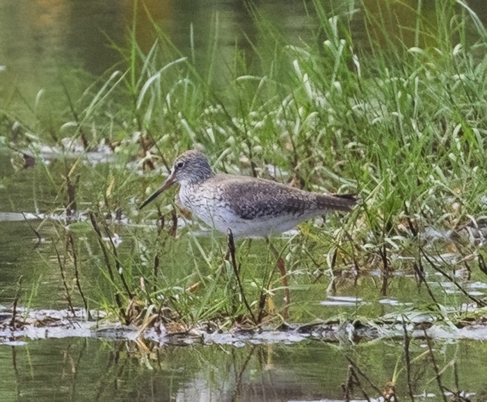 Common Redshank - ML641806395