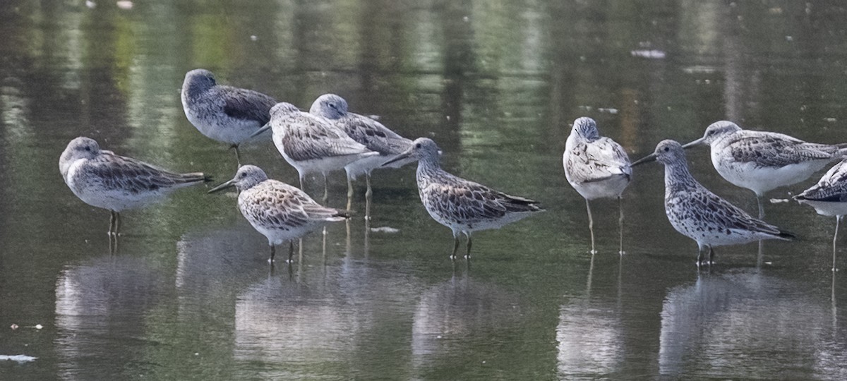 Great Knot - ML641806408