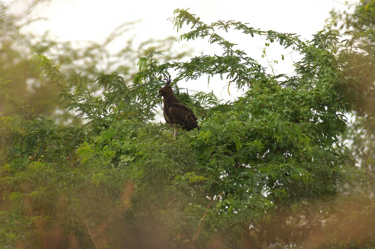 Long-crested Eagle - ML641806435