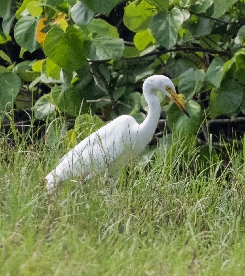 Medium Egret - ML641806438