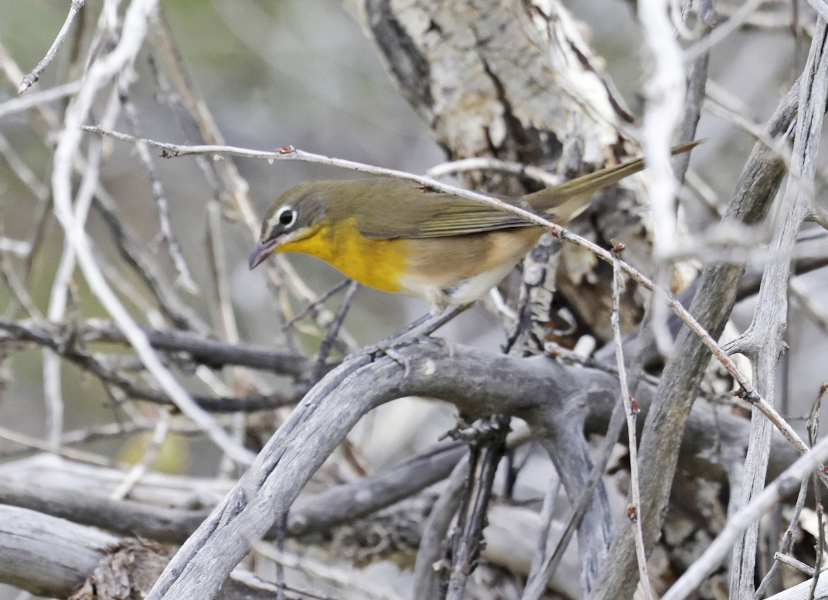 Yellow-breasted Chat - ML641806450