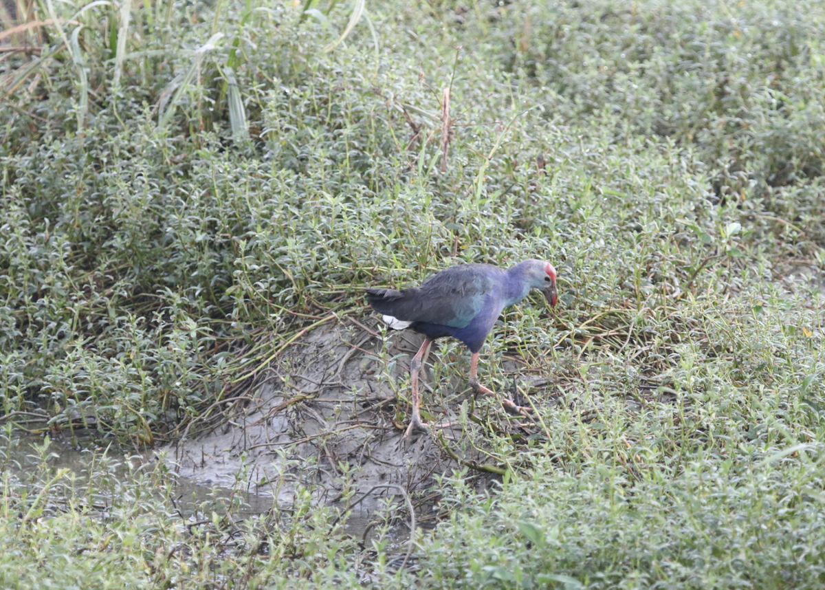Gray-headed Swamphen - ML641806451