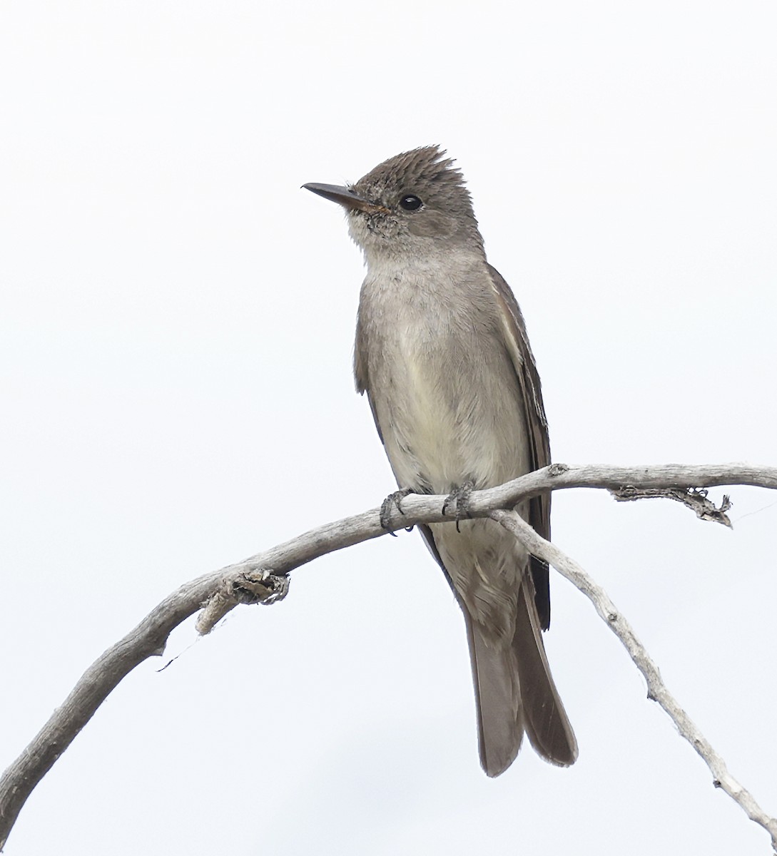 Western Wood-Pewee - ML641806461