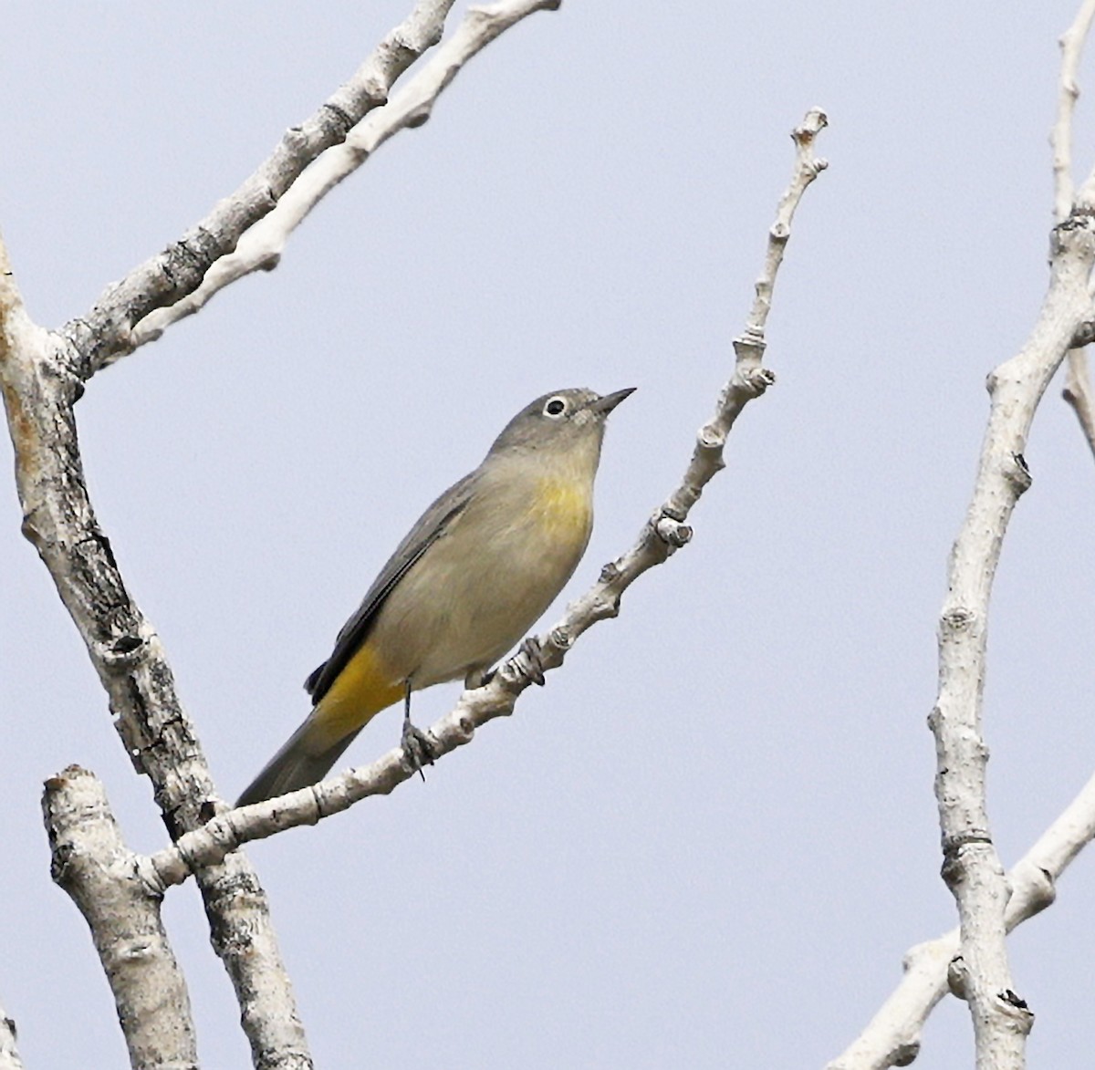 pinjeparula - ML641806478