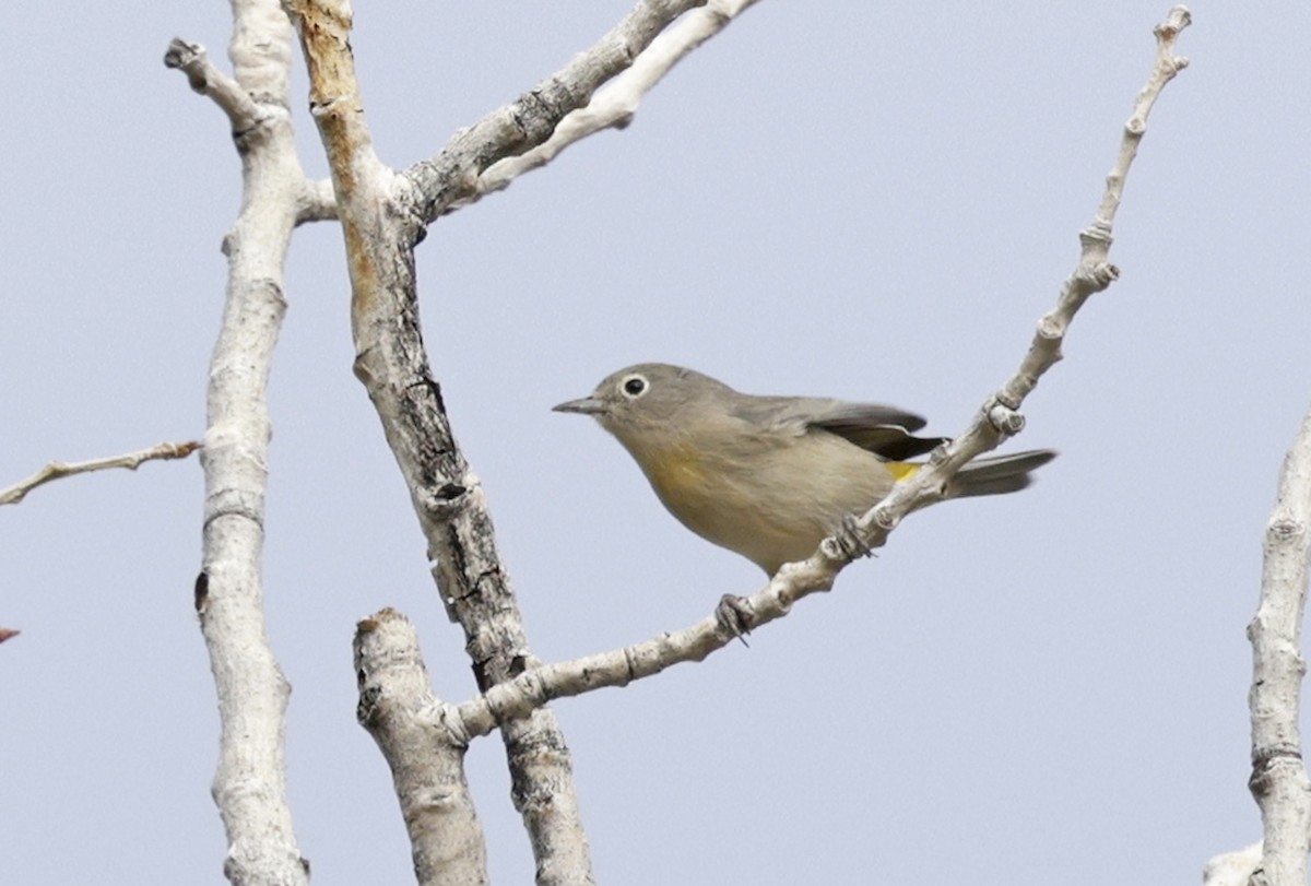 pinjeparula - ML641806479