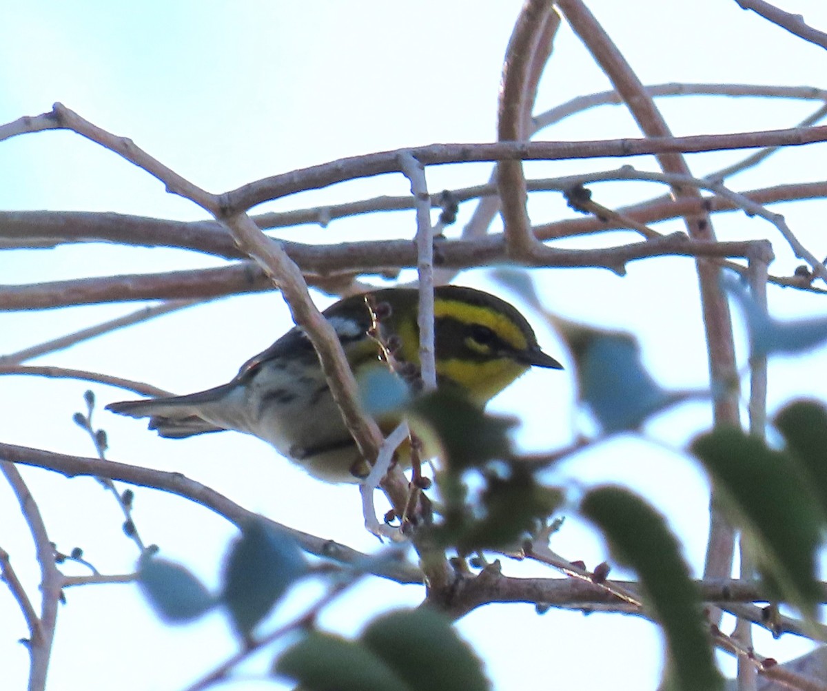 Townsend's Warbler - ML641806497