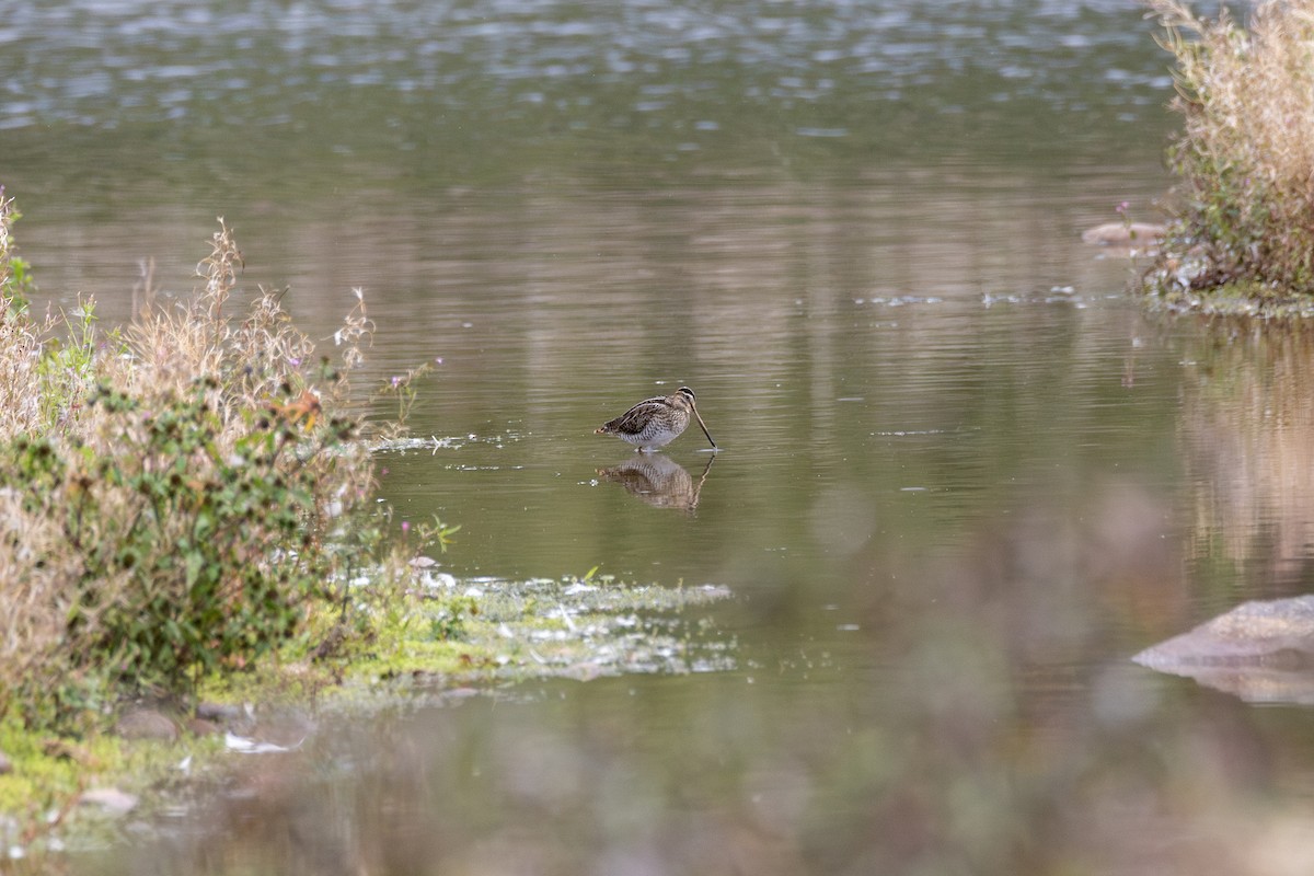Common Snipe - ML641806502