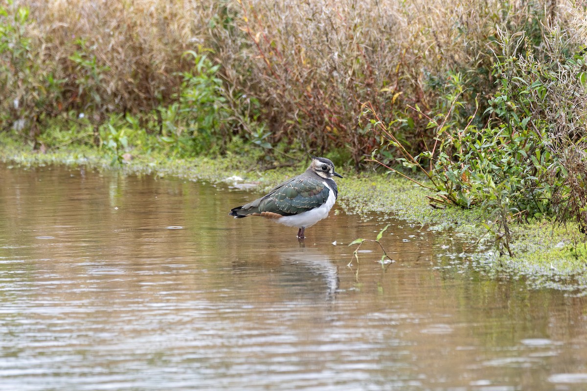 Northern Lapwing - ML641806514