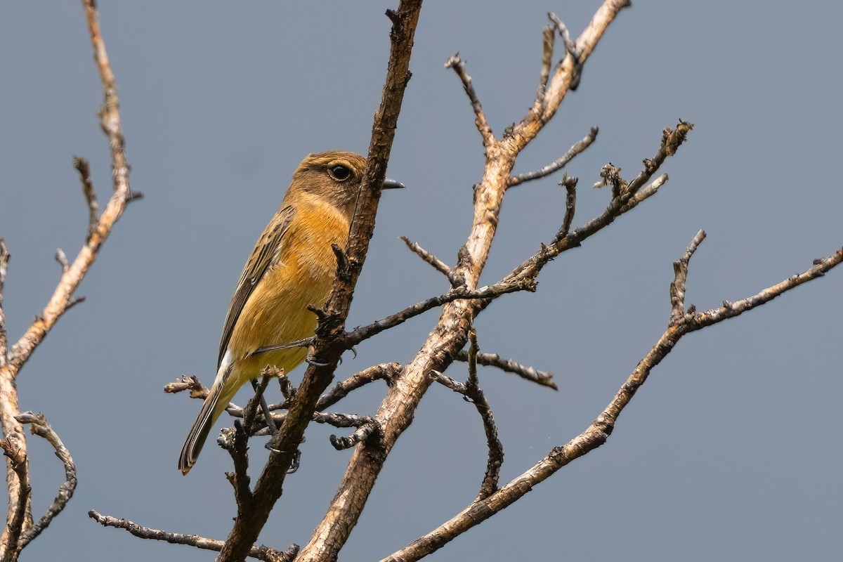 Afrikaschwarzkehlchen [torquatus-Gruppe] - ML641806525