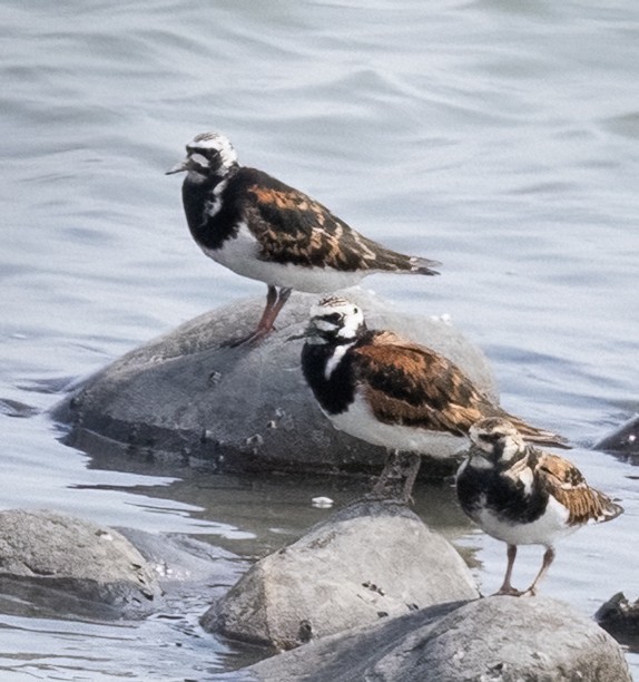 Ruddy Turnstone - ML641806529