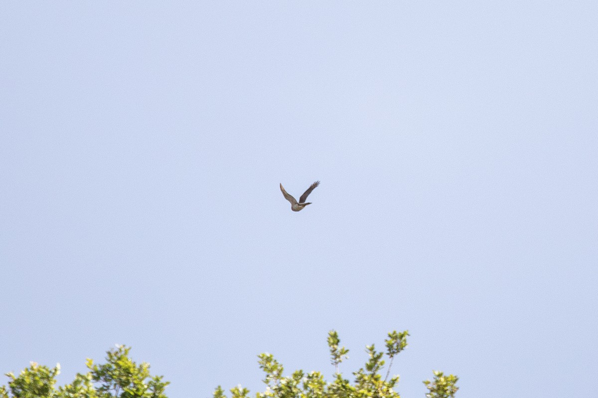 Eurasian Sparrowhawk - ML641806549