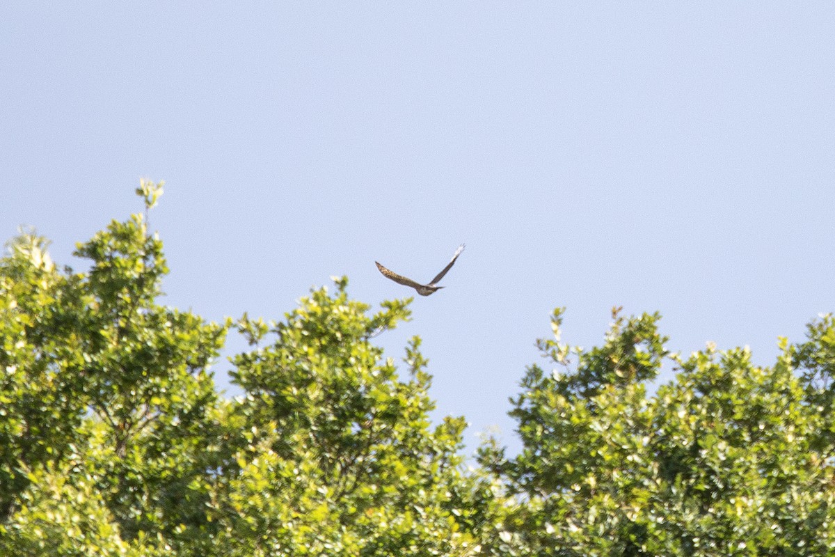 Eurasian Sparrowhawk - ML641806550