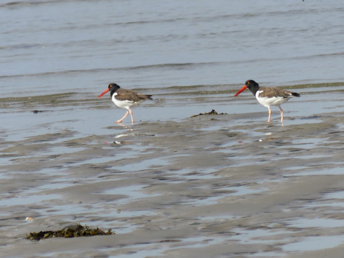 American Oystercatcher - ML641806558