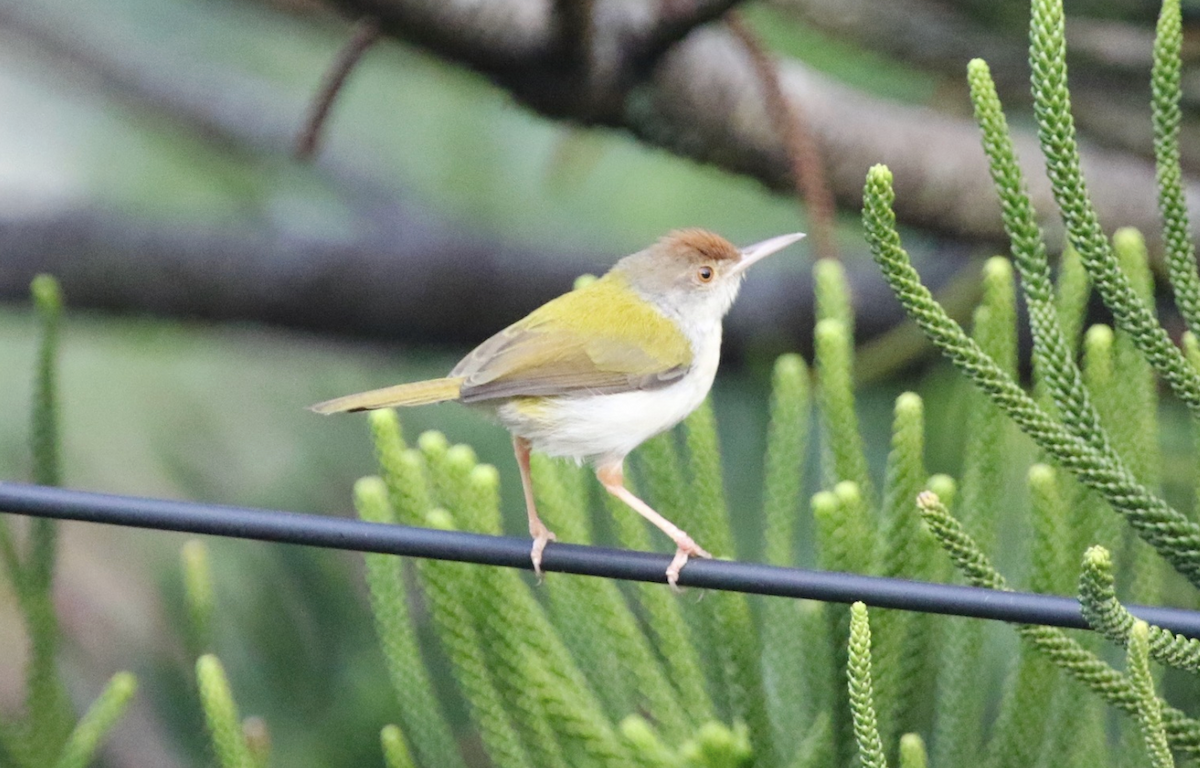 Common Tailorbird - ML641806559