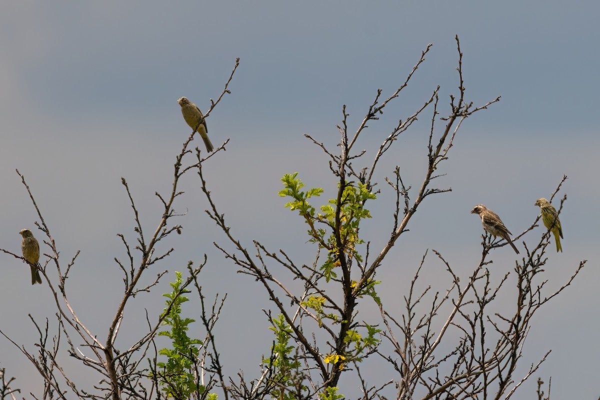 Streaky-headed Seedeater - ML641806591