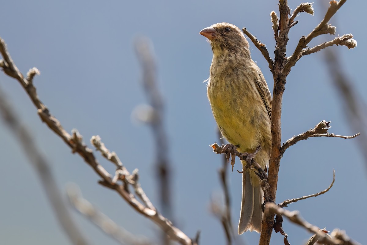 Streaky-headed Seedeater - ML641806592