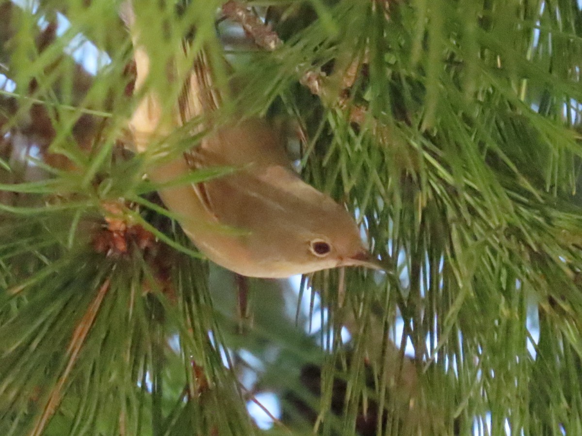 Western Subalpine Warbler - ML641806595