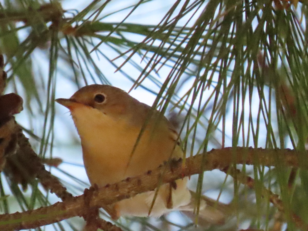 Western Subalpine Warbler - ML641806596