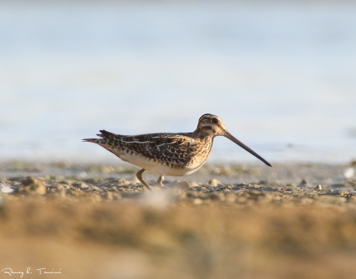 Common Snipe - ML641806601