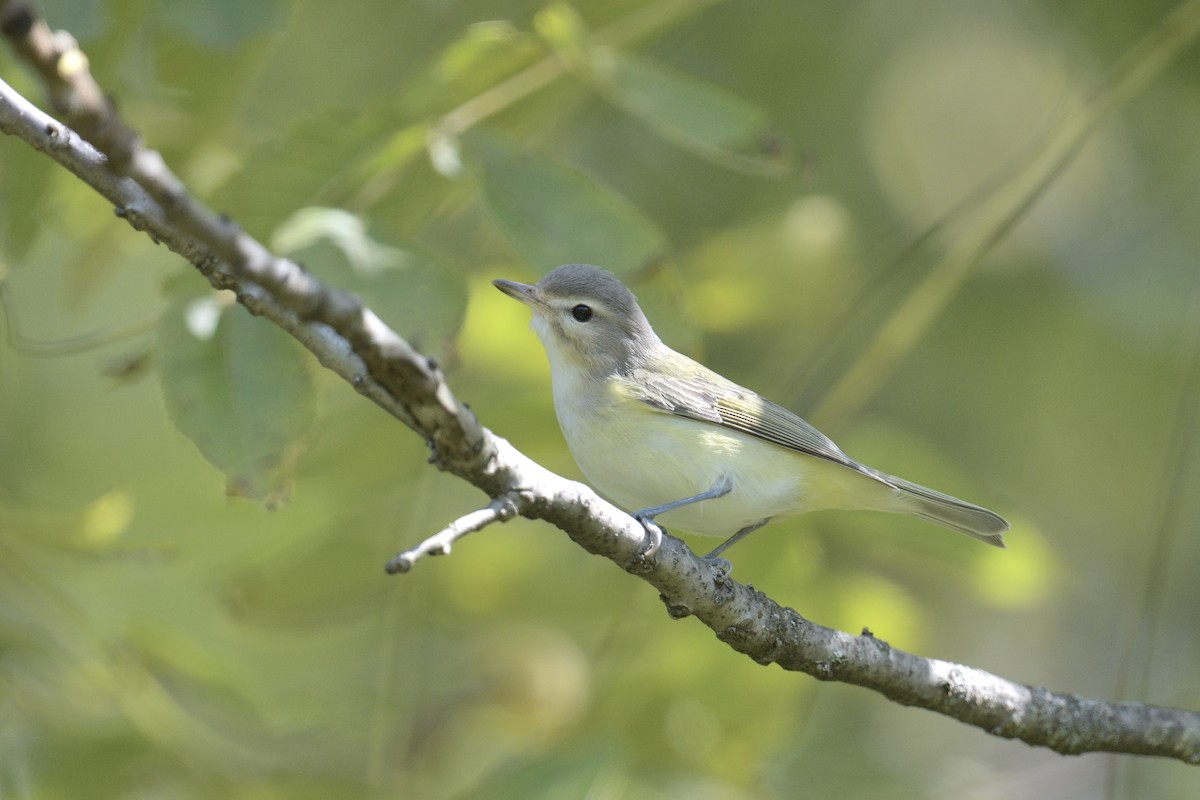 Warbling Vireo - ML641806636