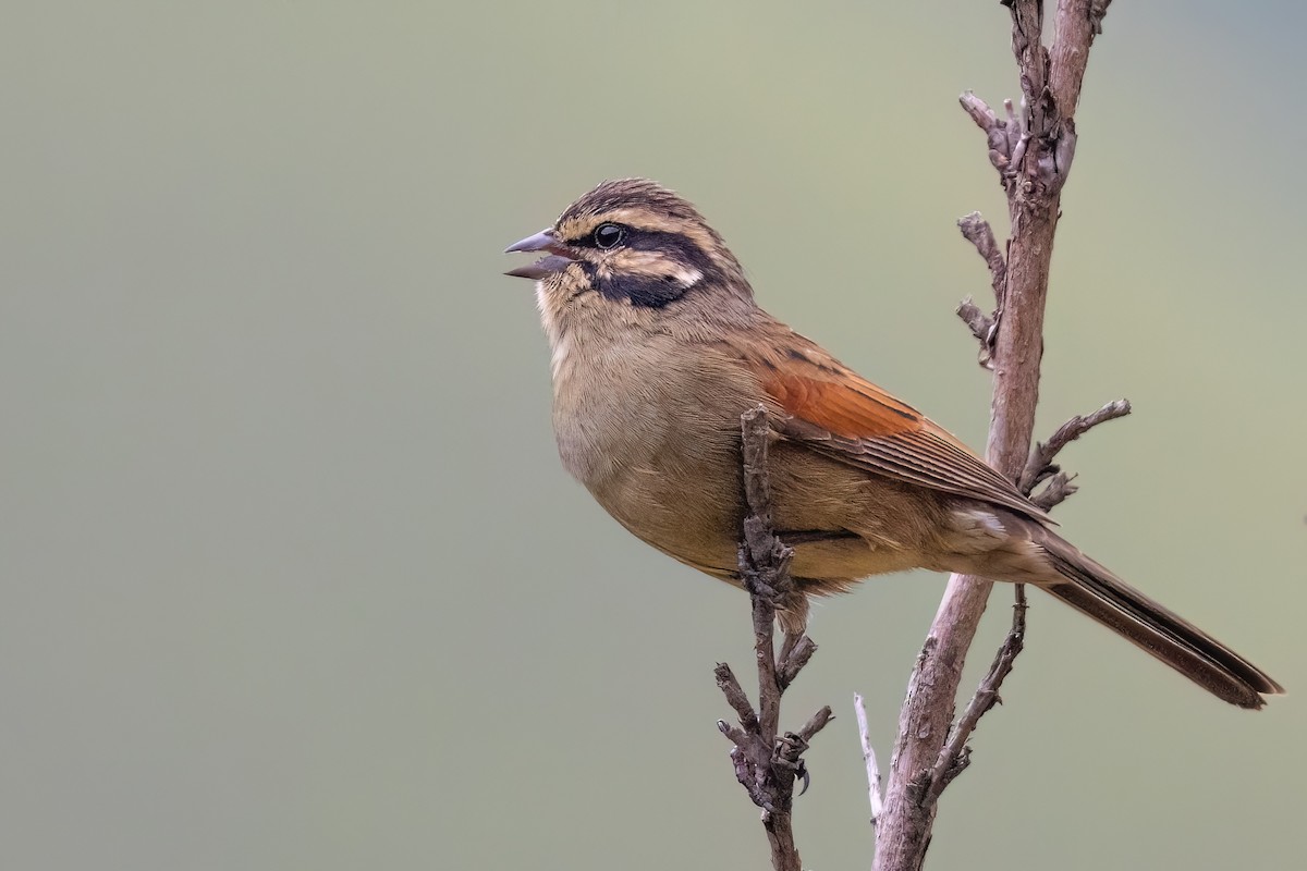 Cape Bunting - ML641806639