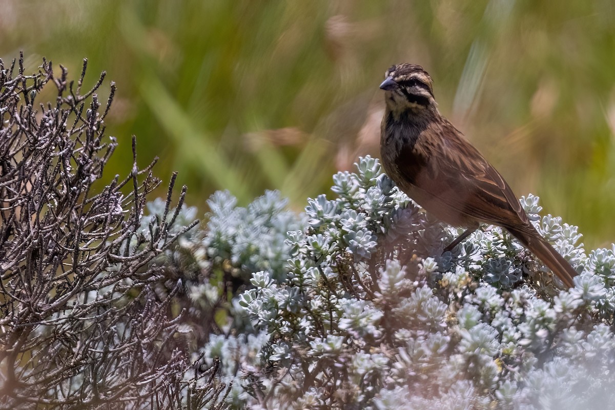 Cape Bunting - ML641806641