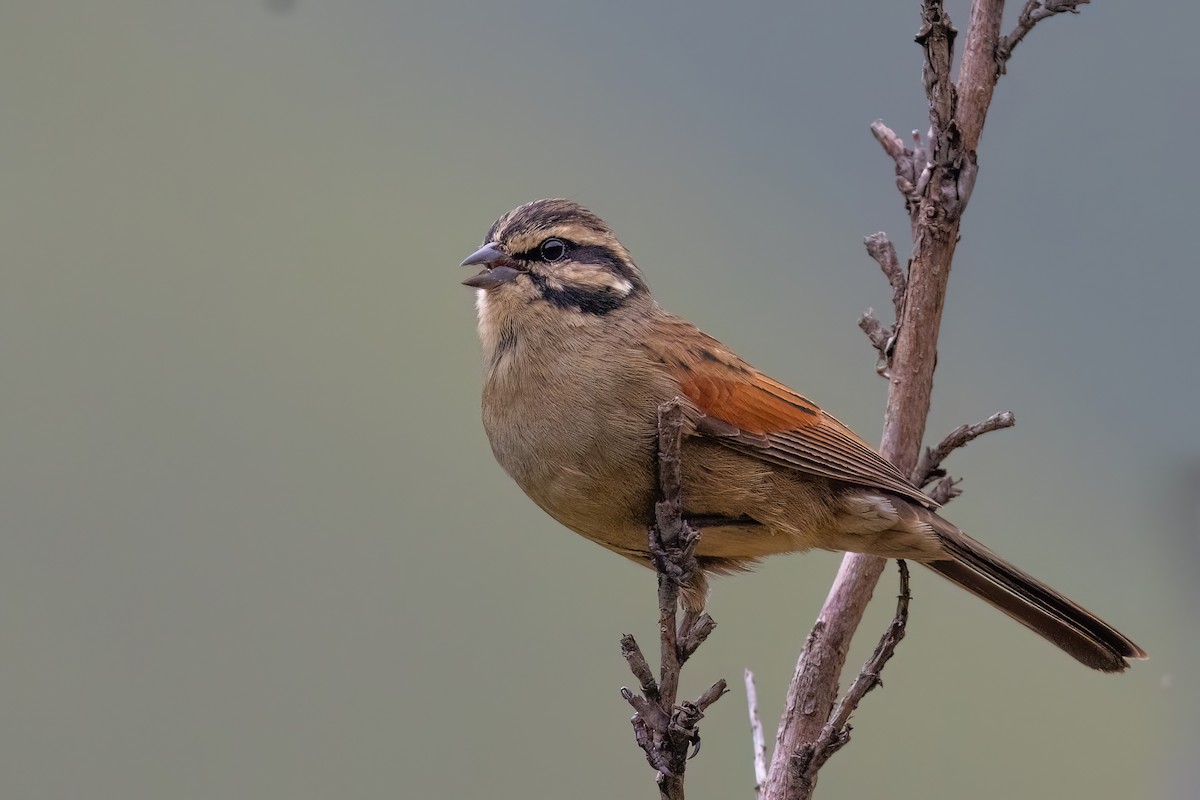 Cape Bunting - ML641806642