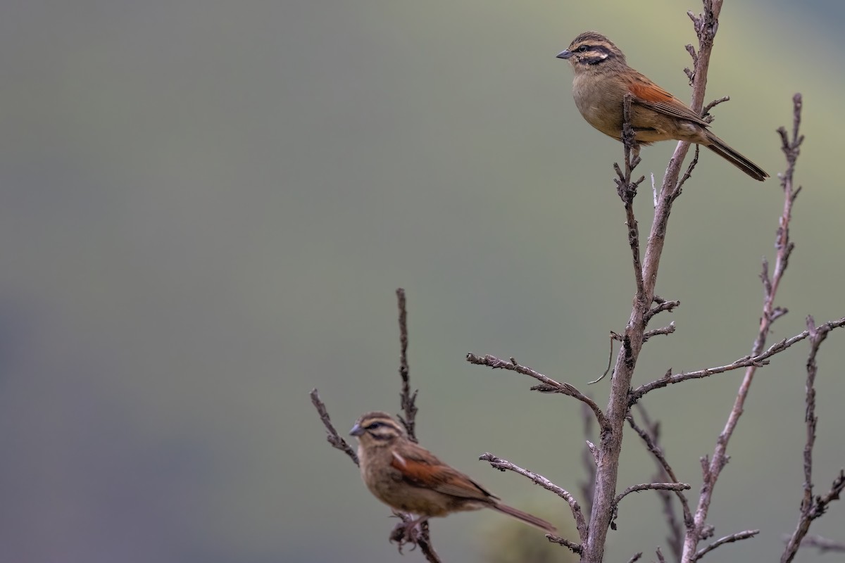 Cape Bunting - ML641806643