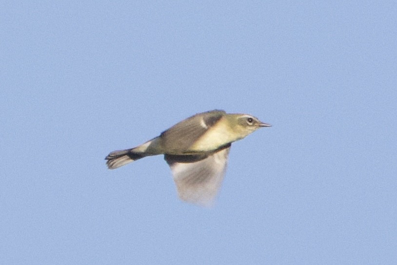 Black-throated Blue Warbler - ML641806679