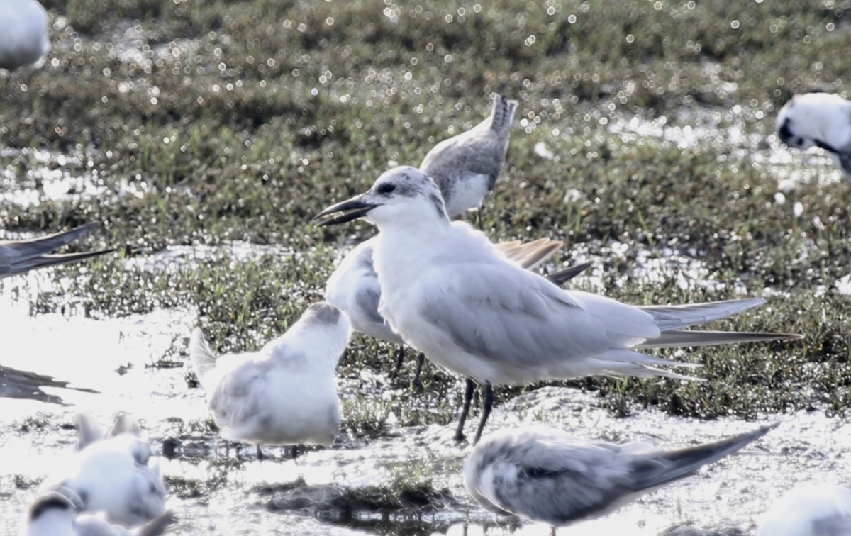 Gull-billed Tern - ML641806683