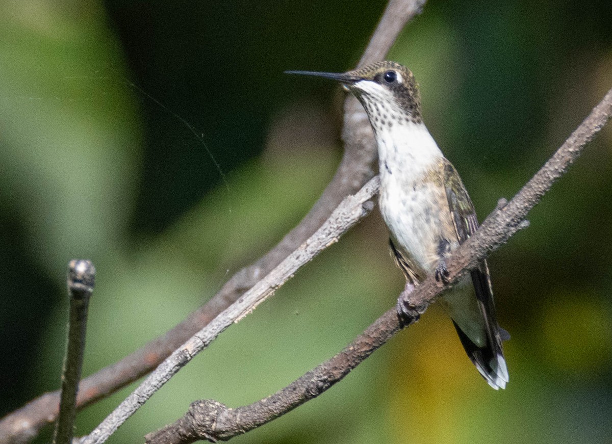 Ruby-throated Hummingbird - ML641806695