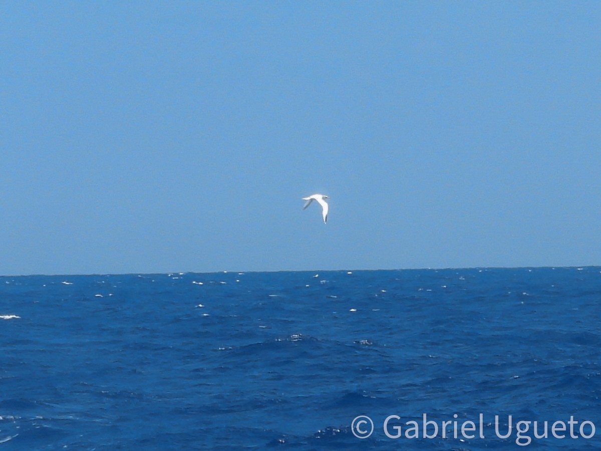 White-tailed Tropicbird - ML641806716