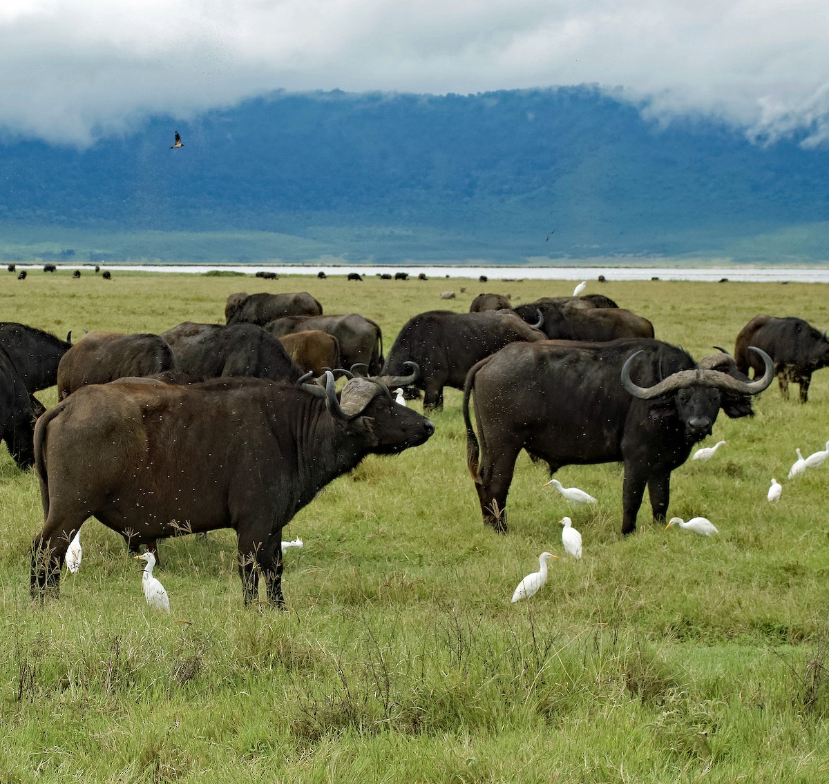 Western Cattle-Egret - ML641806771