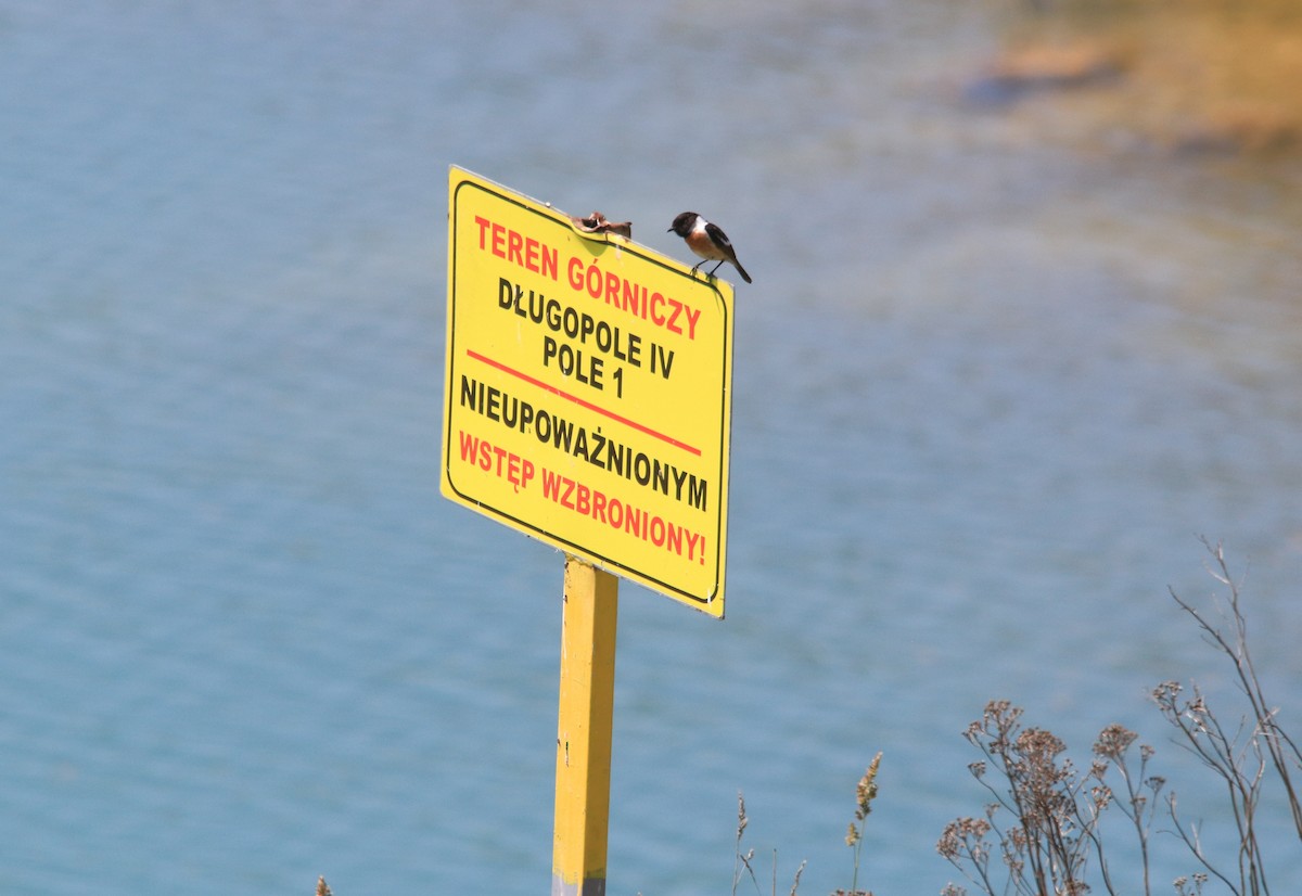 European Stonechat - ML641806794