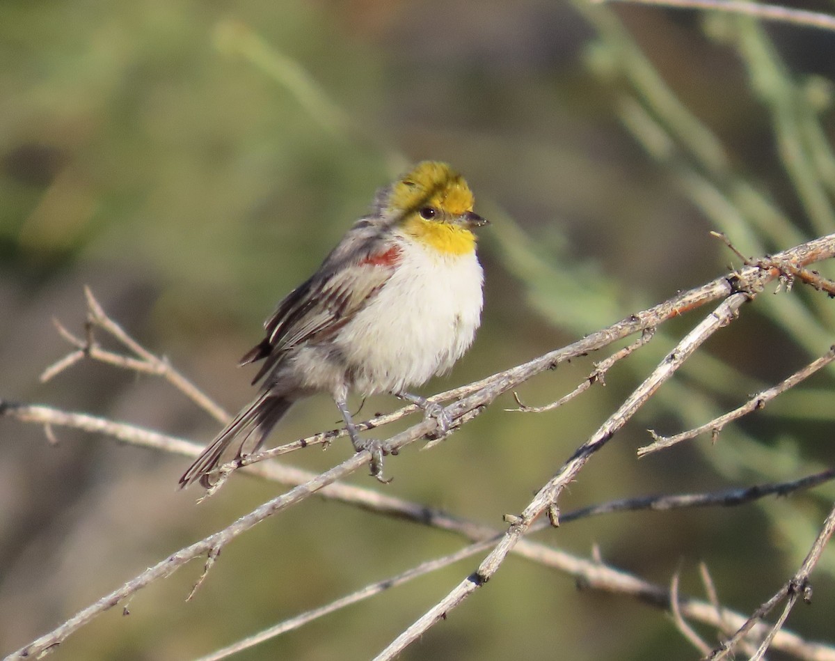 Verdin - ML641806796