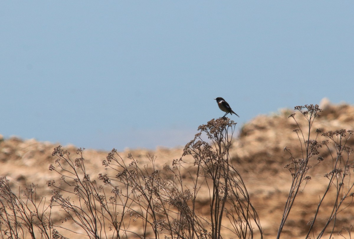 European Stonechat - ML641806799