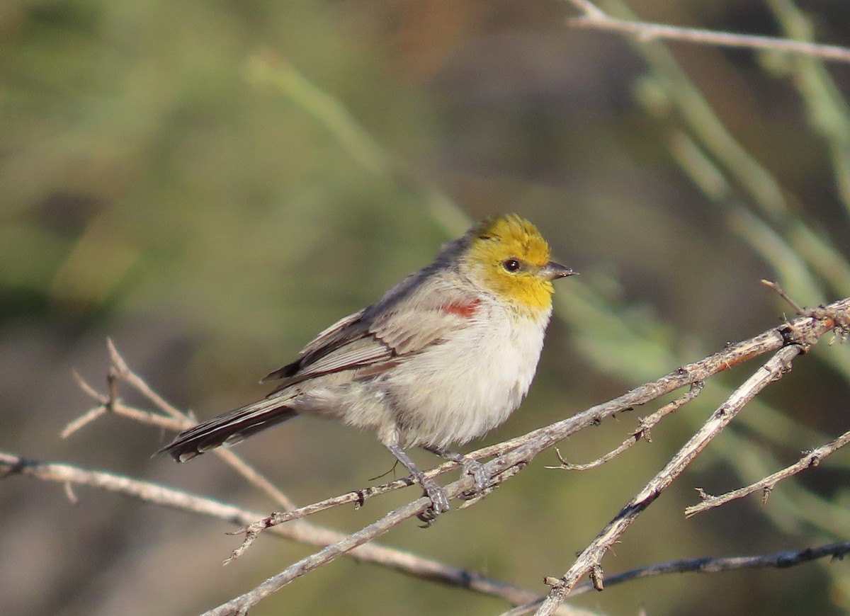 Verdin - ML641806812