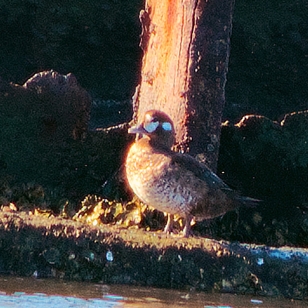 Harlequin Duck - ML641806825