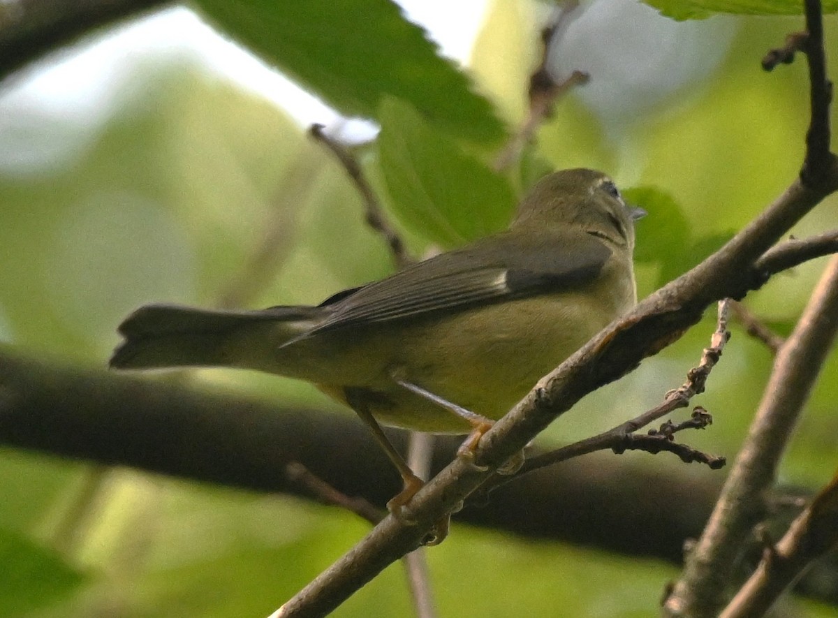 Black-throated Blue Warbler - ML641806833