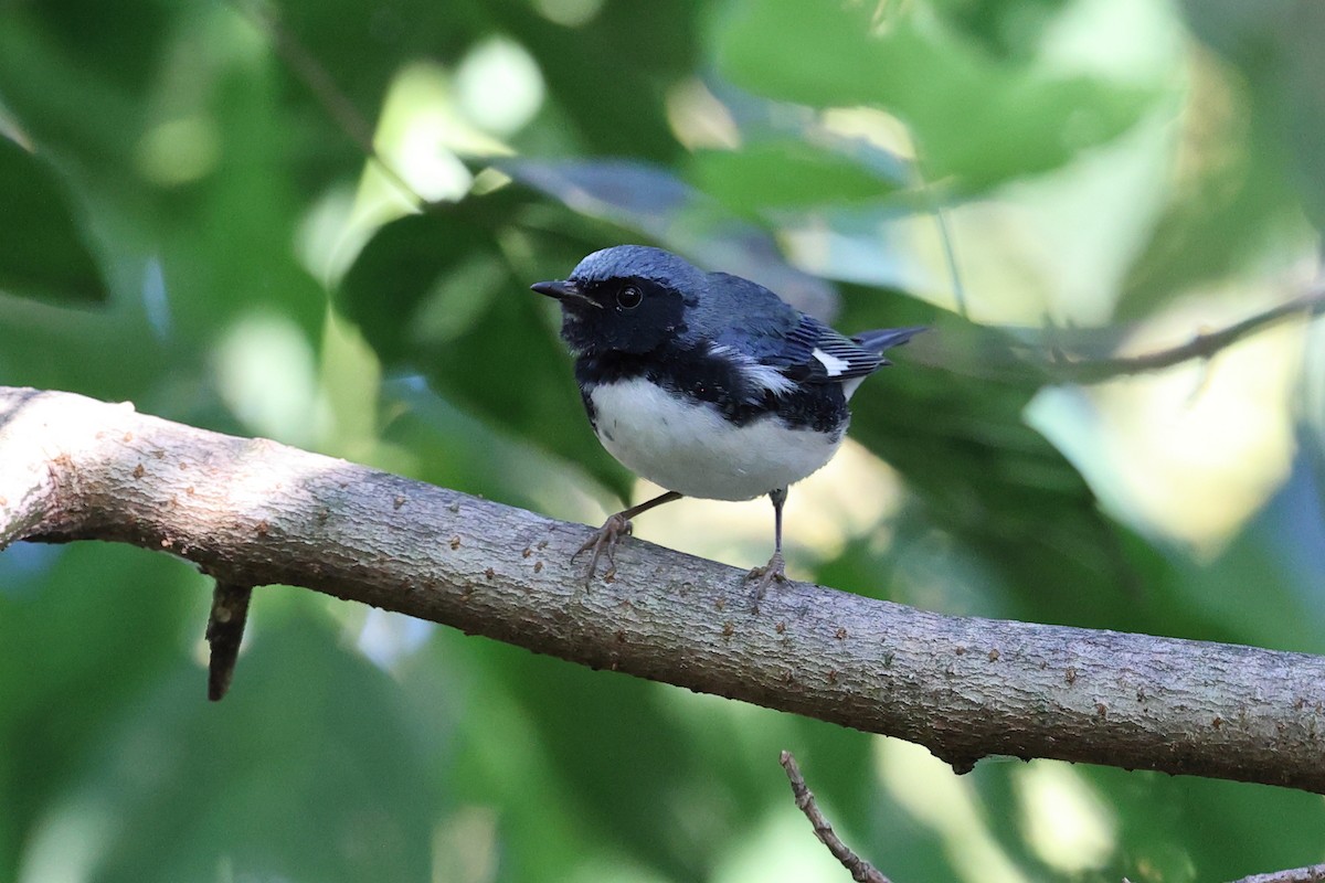 Black-throated Blue Warbler - ML641806838