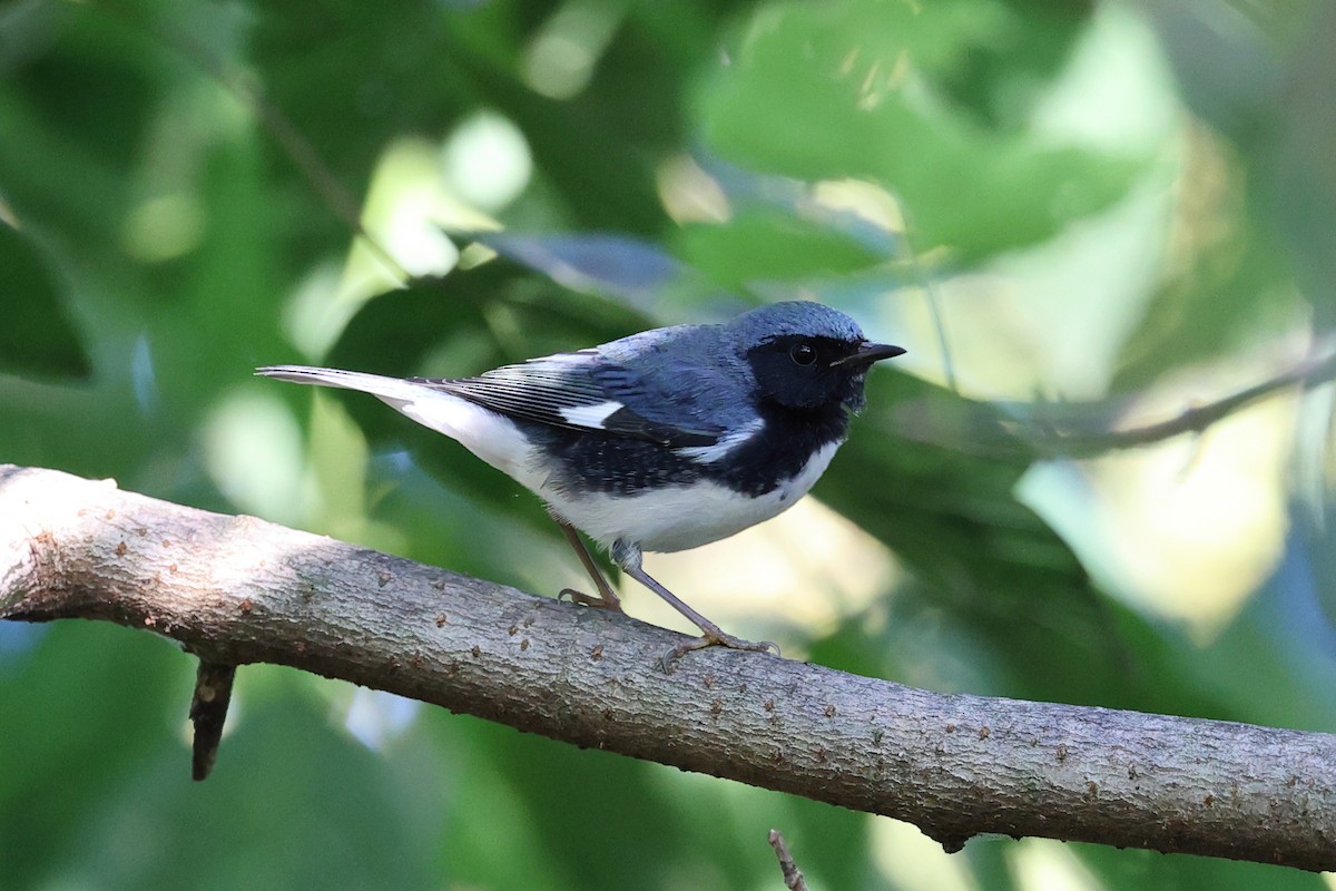 Black-throated Blue Warbler - ML641806839