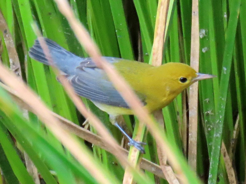 Prothonotary Warbler - ML641806885