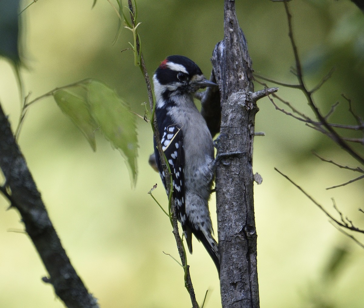 Downy Woodpecker - ML641806953