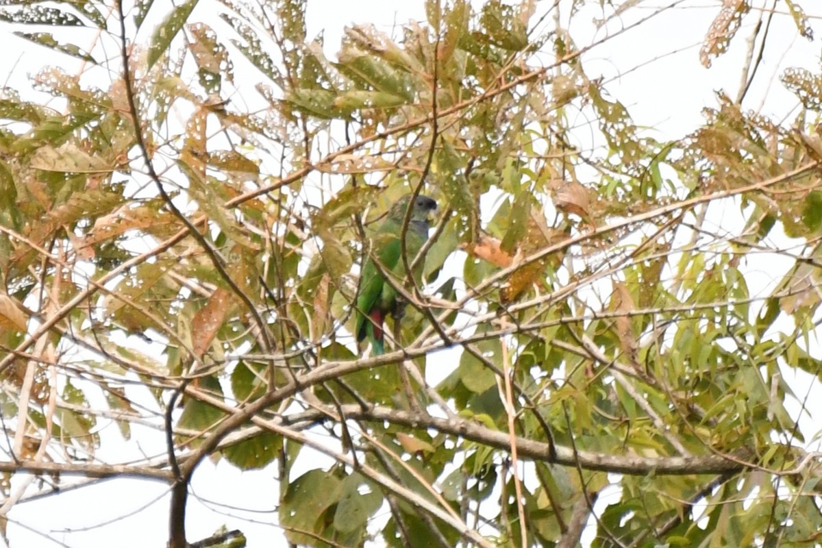 Scaly-headed Parrot - ML641806962