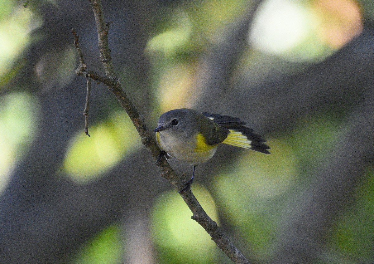 American Redstart - ML641806972
