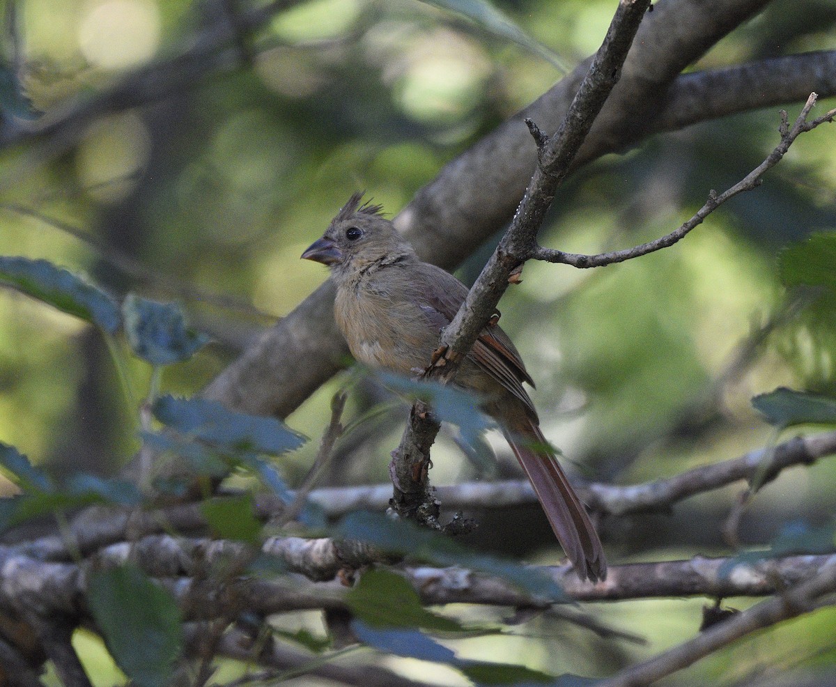 Northern Cardinal - ML641806994