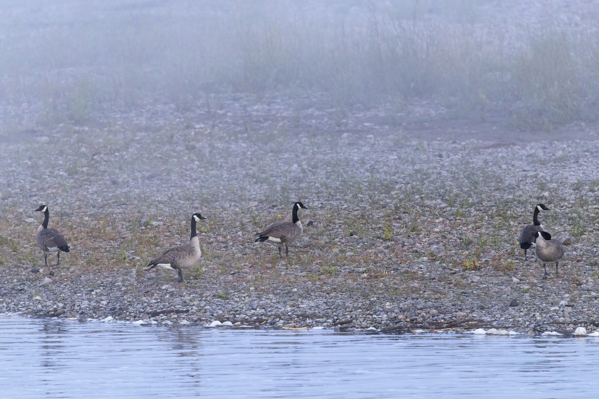 Canada Goose - ML641807056
