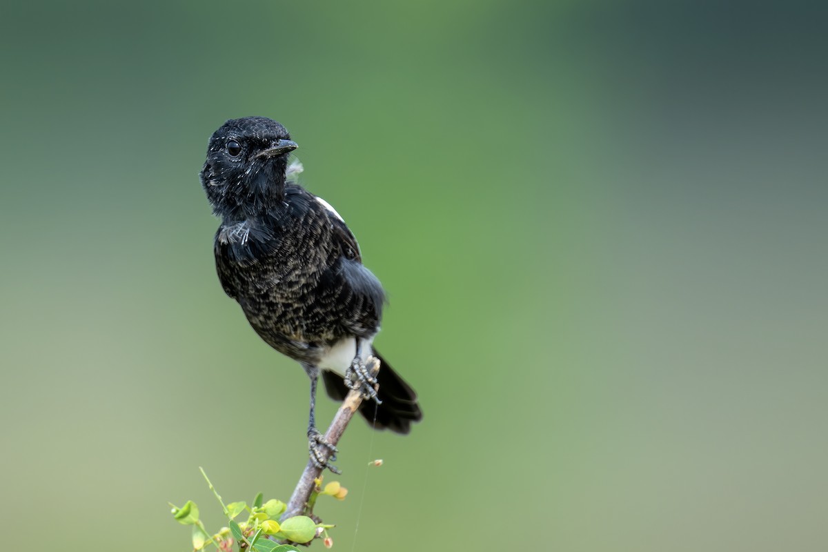 Pied Bushchat - ML641807059